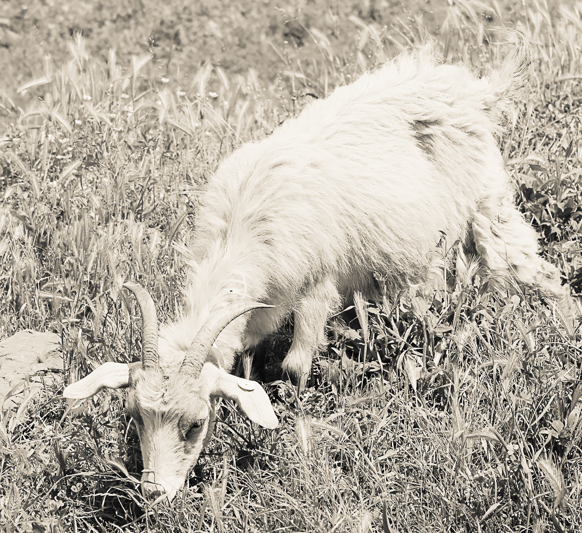 Capra Hircus cashmere goat