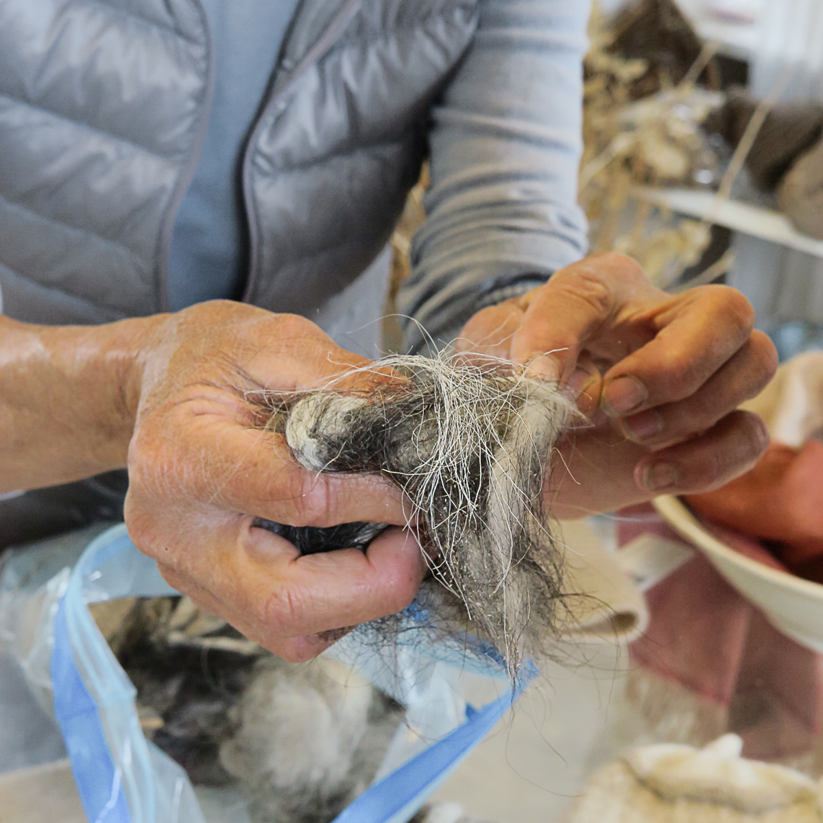 Fine cashmere fibers being selected