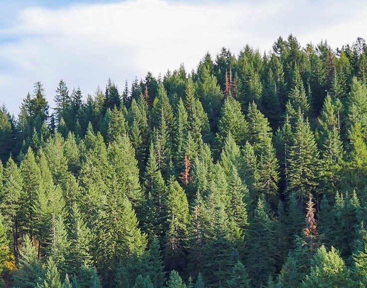 arbor day foundation